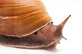 Achatina achatina monochromatica adult